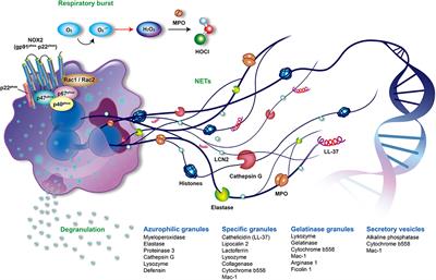 Neutrophils in Psoriasis